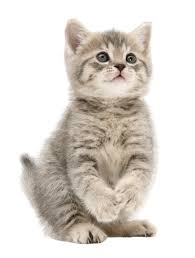 Sudah pada kenal kan dengan kucing anggora, kucing terbaik di indonesia. Superfood For Cats Vitamin Kesihatan Pilihan Kucing Anda