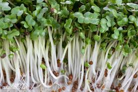 Kitchen & tabletop you'll love in 2021. How To Grow Broccoli Sprouts Microgreens 6 Methods For Success