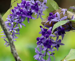 Image result for Petrea volubilis