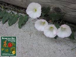 Image result for Convolvulaceae