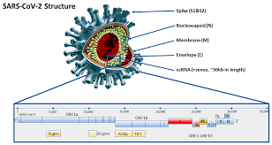 Polymerase chain reaction tests, known as pcr, are the most common and most accurate tests for determining whether someone is currently infected with the novel coronavirus. Diagnostics Free Full Text Molecular And Serological Tests For Covid 19 A Comparative Review Of Sars Cov 2 Coronavirus Laboratory And Point Of Care Diagnostics Html