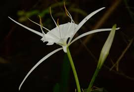 For morphological reference, common daffodils also occur in this subfamily. Georgia River Network Swamp Spider Lily Facebook