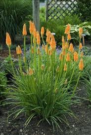 Image result for Kniphofia grantii