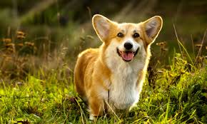 The pembroke welsh corgi's original purpose was to herd sheep and drive cattle by barking and biting at their heels. Pembroke Welsh Corgi Breed Characteristics Care Photos Bechewy