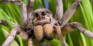 The brazilian wandering spider is a large and aggressive arachnid from south and central america. The World S Most Venomous Spiders 15 Deadliest Species