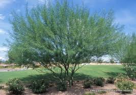 It has long thin, lime green leaves that are divided into tiny leaflets. Parkinsonia X Desert Museum Desert Museum Palo Verde Mountain States Wholesale Nursery