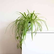 Image result for Chlorophytum hirsutum
