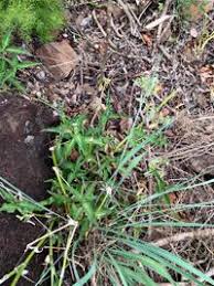 Image result for Aneilema dregeanum