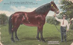 That's 6 feet, 10 inches (as tall as alonzo mourning). Behold The Biggest Horses In The World Modern Farmer