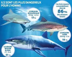 Ils ne veulent pas prendre le risque de voir des gens y aller en dehors des circuits pendant son périple, l'ingénieur océanographe a pourtant chaussé les palmes au milieu d'autres requins réputés dangereux pour l'homme. Quel Sont Les Requins Les Plus Dangereux Pour L Hommes Blog De Animal27