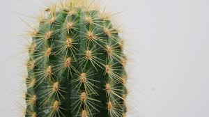 Grafting is one such technique which looks quite scary to do but believe me if you can do that then you can possibly graft any cactus not just moon cactus. How To Graft A Cactus The Most Effective Method Youtube