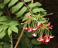 Image result for Combretum indicum