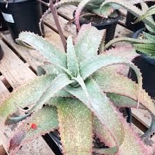 Image result for Aloe bukobana