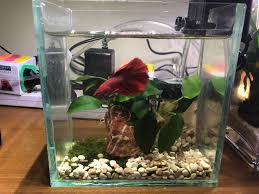 However there are lots of misunderstandings. 2 5l Betta Fish Tank Endgameyourexcess Pet Supplies For Fish Fish Tanks On Carousell