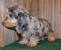 Irish Cream Wire Haired Dachshund