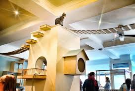 Maison De Moggy Scotland S First Cat Cafe Pet Cafe Cat Cafe Cat Hotel