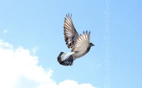 .inocente palomita que te dejaste engañar (you innocent little dove that let yourself be fooled in colombia, the term is used as pásala por inocentes, which roughly means: Inocente Palomita Dia De Los Santos Inocentes El Sol Del Centro