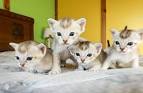 Singapura Kittens For Sale