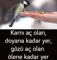 habervip adli kullanicinin ziyaret edilecek yerler panosundaki pin guzel soz hayat dersleri kus