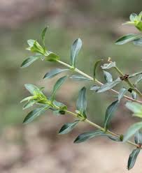 Image result for Ammannia aegyptiaca