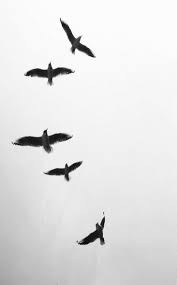 Birds Flying In The Sky Pin By Inna Karenina On Soulspace Birds In The Sky Birds Flying Wildlife Photography