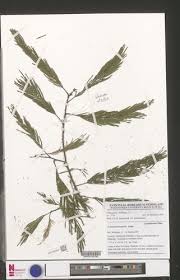 Image result for Acacia kamerunensis