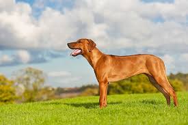 Image result for rhodéský ridgeback
