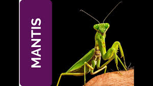 Know answer of question : Mantis Meaning Spiritual Context Spirit Animal Power Animal And Totem Series Youtube
