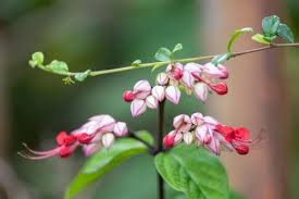 Coral pink flowers from mid summer to early autumn. How To Encourage Late Summer Flowers Thirsk Garden Centre
