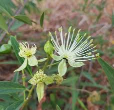 Image result for Maerua juncea