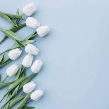 Download White Tulips On Pastel Blue Background With Space On The Right Side For Free Pastel Blue Background White Tulips Flower Phone Wallpaper