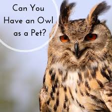This obviously makes them strictly carnivorous animals and are known to be some of the most effective hunters in the animal kingdom. Keeping Owls As Pets Yes It S Legal Pethelpful By Fellow Animal Lovers And Experts