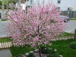 We did not find results for: 39 Small Trees Under 30 Feet For A Small Yard Or Garden Dengarden