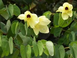 Image result for Bauhinia tomentosa