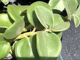 Image result for Ceropegia incana