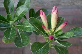 Adenium Purple Rose One Of My New Purchases For My Growing Collection I M Obsessed With These Plants Adenium Desert Rose Purple Roses