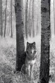 Wolf wallpaper for iphone 72 images getwallpapers.com download image be. 43 Wolf Iphone Wallpaper On Wallpapersafari