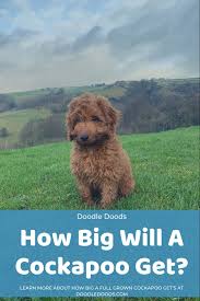 How Big Will A Full Grown Cockapoo Get Doodle Doods Puppy Growth Chart Cockapoo Interactive Puppy