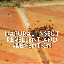 natural insect repellent fly deter