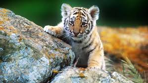 Selain bentuknya yang lucu dan menggemaskan, kucing. Kumpulan Gambar Harimau Yang Gagah Worldofghibli Id