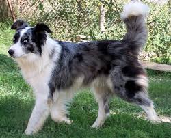 [img]https://encrypted-tbn0.gstatic.com/images?q=tbn:ANd9GcTB4UEFZMBdStU5_1yZa54QZweA_nZ2d2VEFNBMqz9CSjFs2Xix[/img]