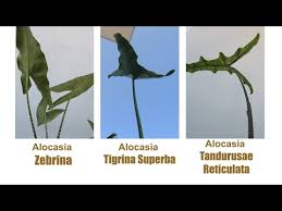 Here you'll find profiles and care tips, plus pictures for identifying house plants. Alocasia Zebrina Alocasia Tigrina Superba Alocasia Tandurusae Reticulata Youtube
