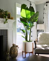 But little do we know that the chemicals that are present in our room such as formaldehyde coming from insulation and carpet backing. Bird Of Paradise In 2021 Living Room Plants Decor Plant Decor Indoor House Plants Indoor