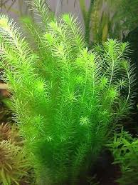Image result for Limnophila fluviatilis