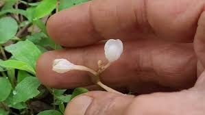 Image result for Didymoplexis