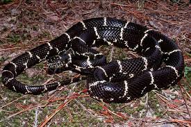 Common Kingsnake Lampropeltis Getula Snake Reptiles Beautiful Rainbow
