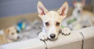 Dogs And Puppies For Sale Petfinder