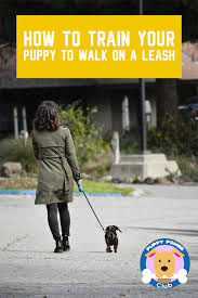 Pin On Dog Training
