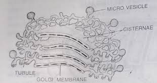 Dictyosomes Golgi Apparatus In Animal Cells Golgi Body Like Cytoplasmic Inclusion I E Golgi Apparatus Have Been R Animal Cell Plant Cell Electron Microscope