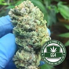 If you find yourself in need of strong pain relief, this is the strain for you. Original Glue Gg4 Fka Gorilla Glue 4 Leafly